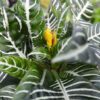 Zebra Plant Photo 1