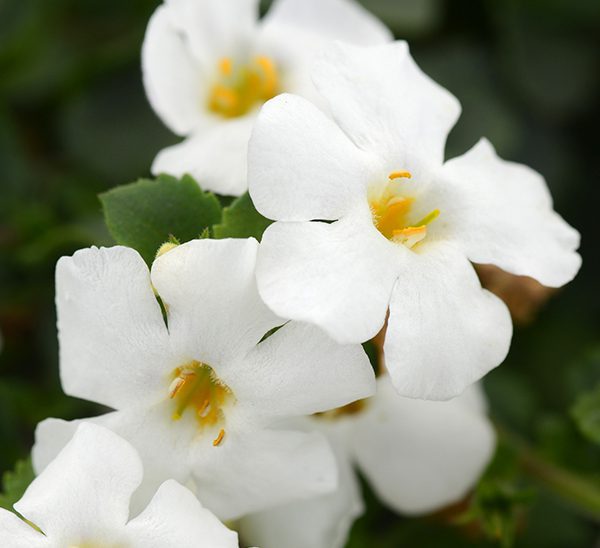 Bacopa