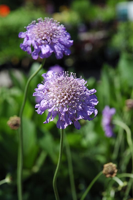 butterfly blue pincushion flower