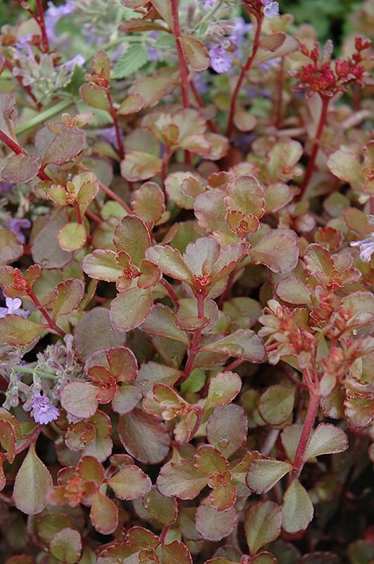 bronze carpet stonecrop