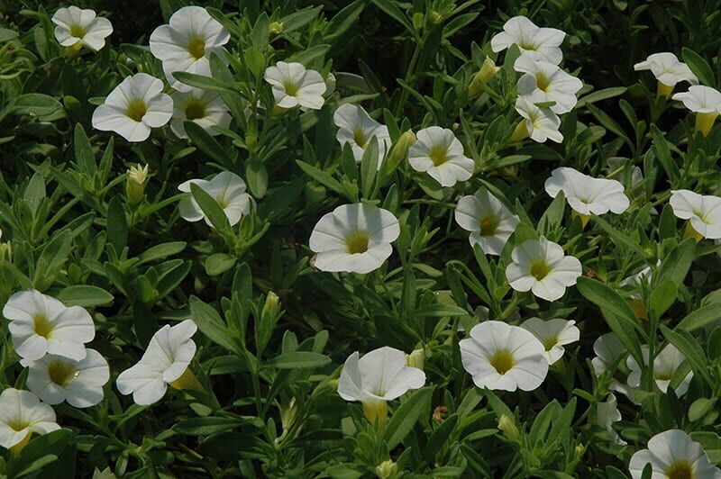 cabaret white calibrachoa