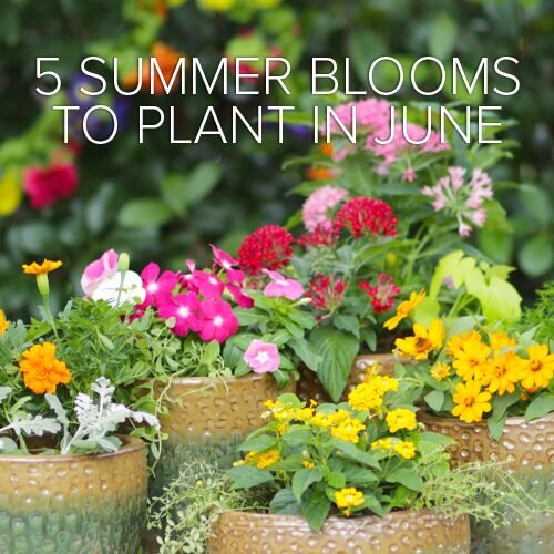 summer gardening