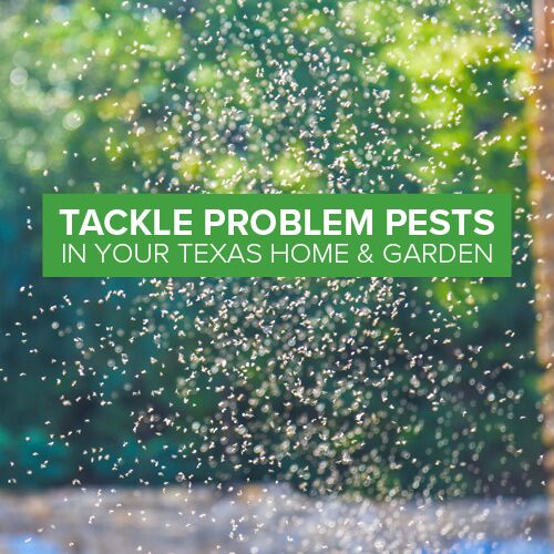 insect and pest control
