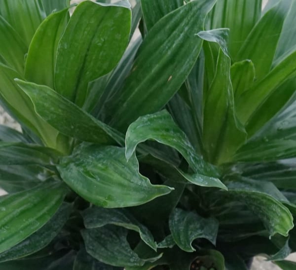 Dracaena Green Jewel
