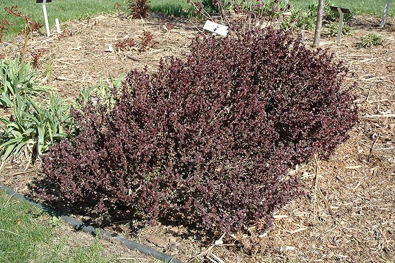 concorde Japanese barberry