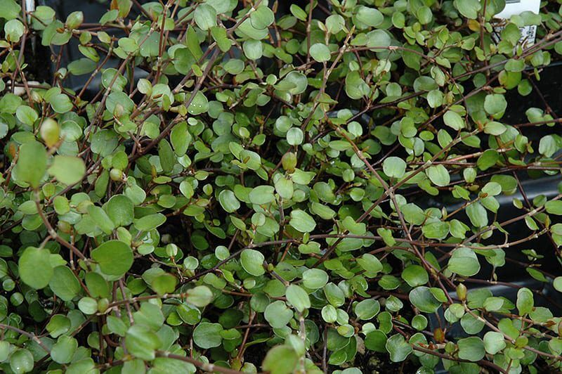 wire vine