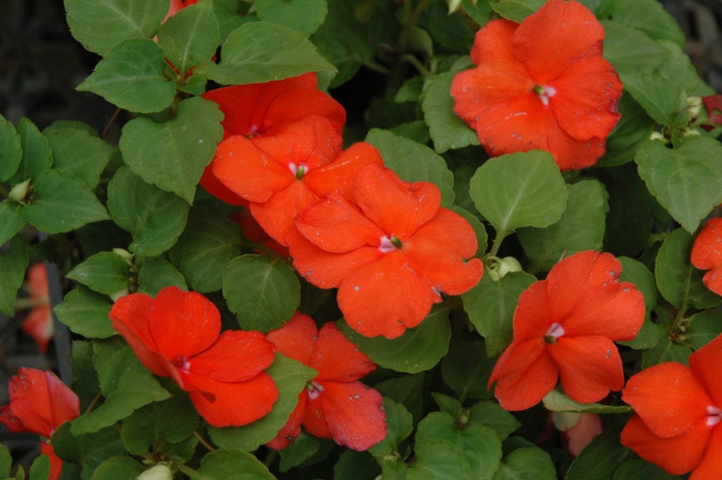 Super Elfin Bright Orange Impatiens