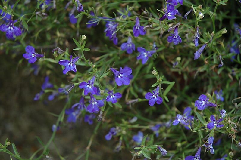 techno heat dark blue lobelia