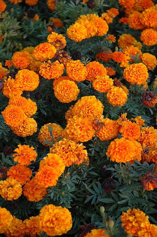 taishan orange marigold