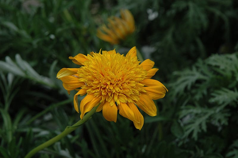 sunbathers nahui gazania