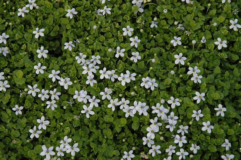 blue star creeper