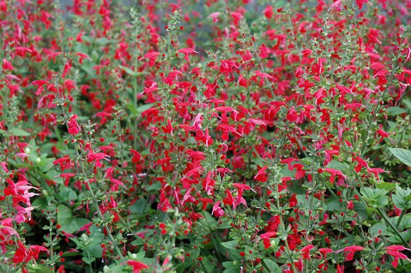 summer jewel red sage