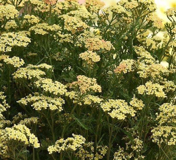 Yarrow