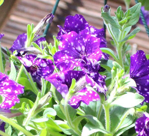 night sky petunia hanging basket
