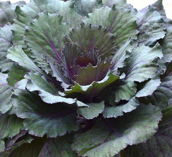 Ornamental Cabbage with early fall colors - dark green