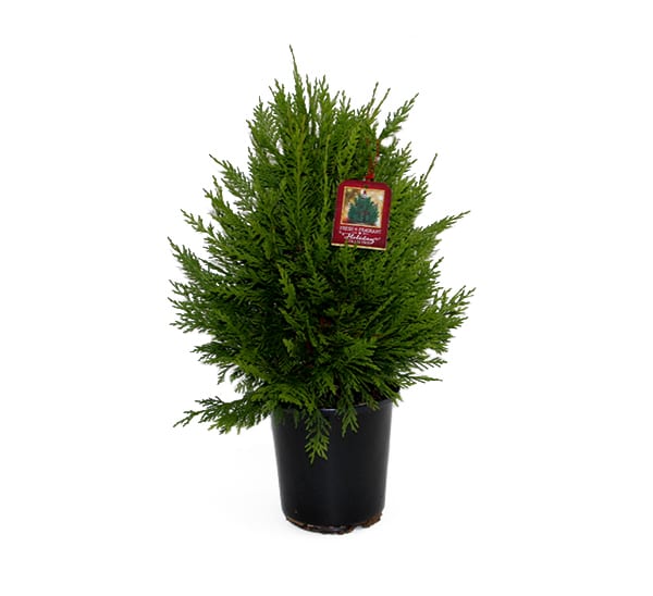 Leyland Cypress Tree 1 gallon for Christmas and Holidays