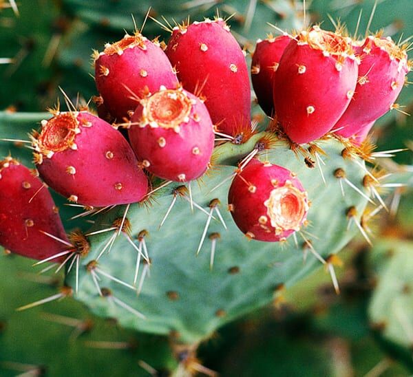 Opuntia Cactus