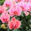 Phalaenopsis Orchid Photo 1