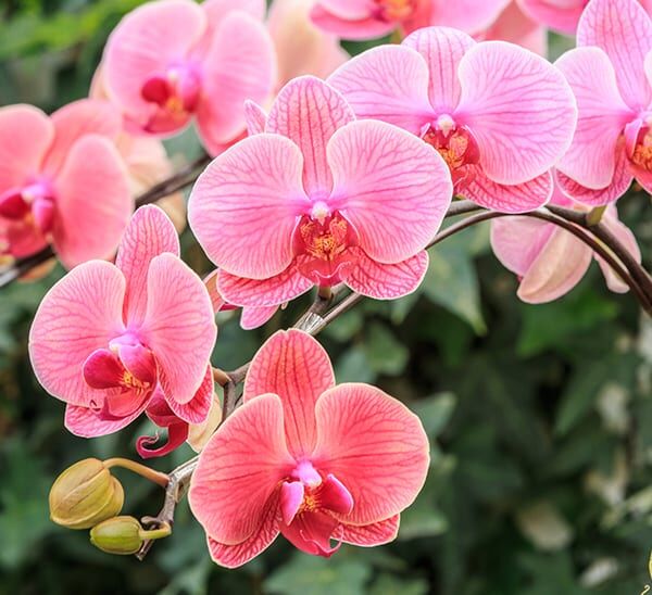Phalaenopsis Orchid Photo 1