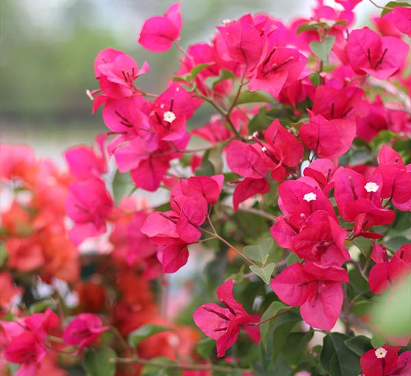 Bougainvillea