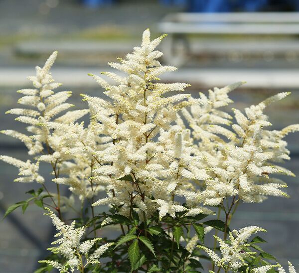 Astilbe