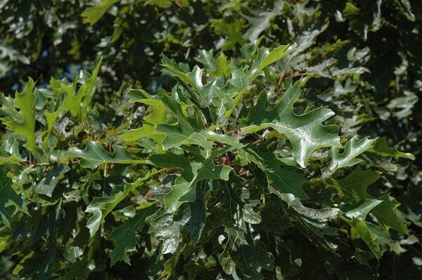 shumard oak