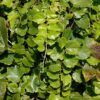 Green Showers Boston Ivy Photo 1