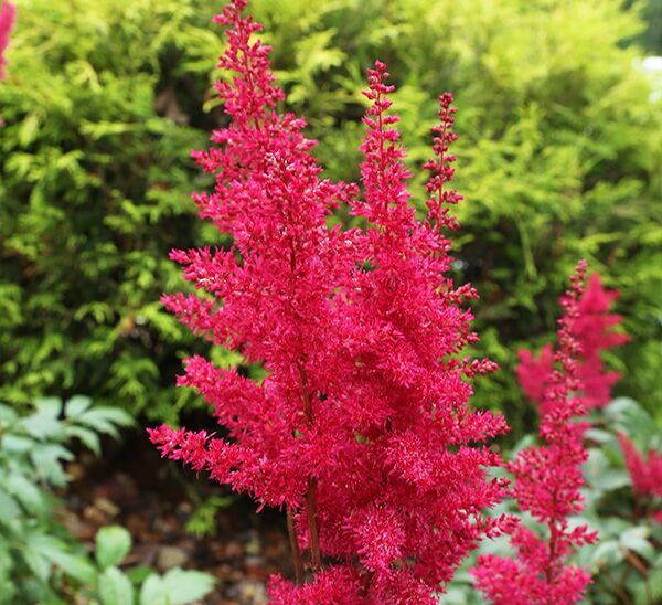 Astilbe