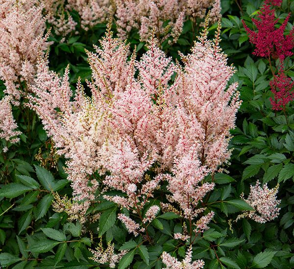 Astilbe