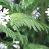 Norfolk Island Pine Photo 1