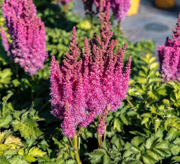 Astilbe