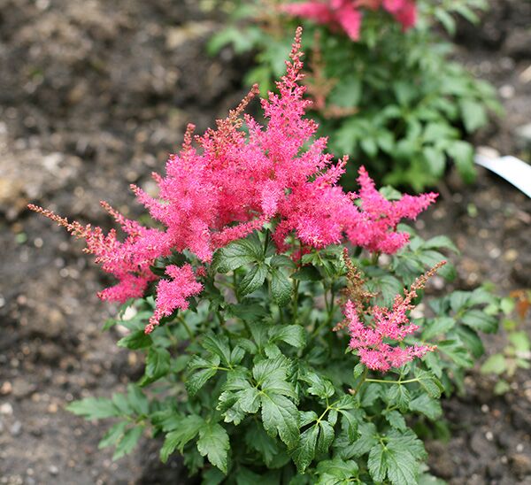 Astilbe
