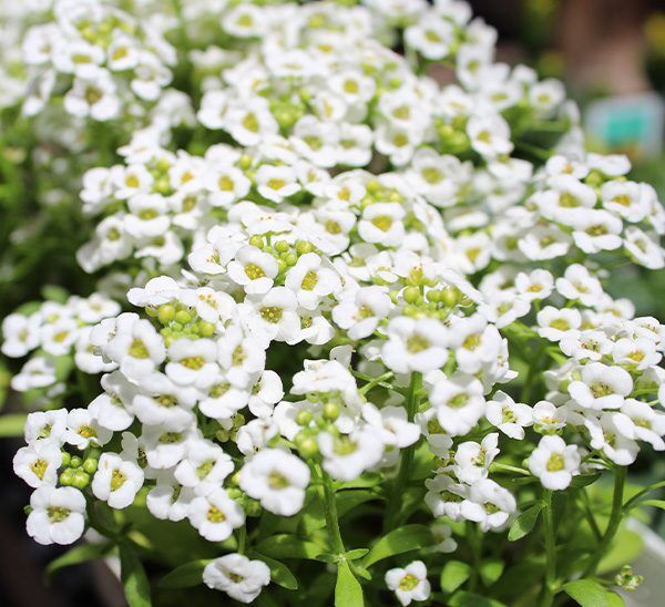 Alyssum