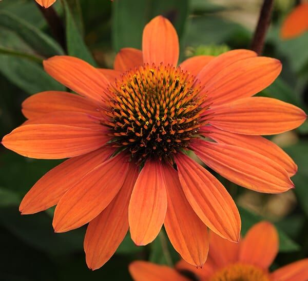 coneflower orange