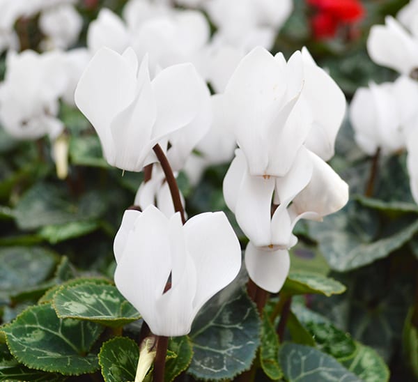 Cyclamen white blooms