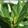 Fiddle Leaf Fig Photo 1