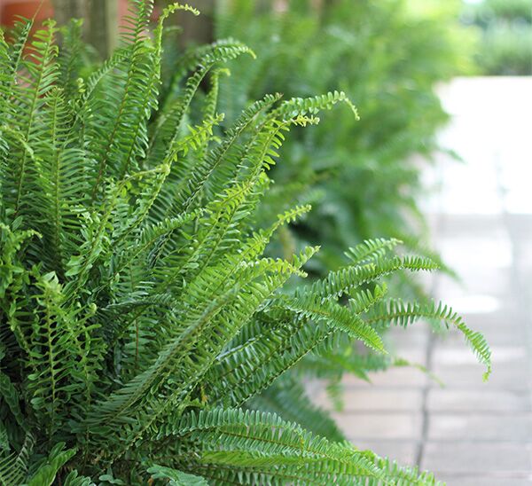 kimberly queen fern