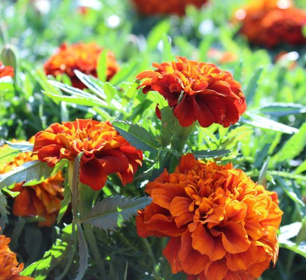 Marigolds