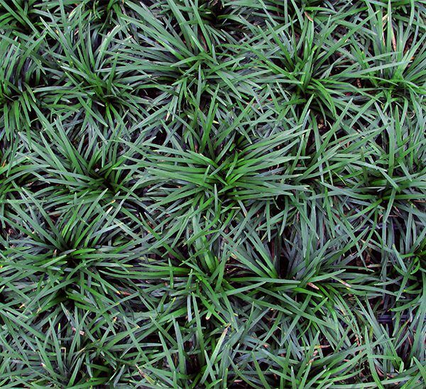Dwarf Mondo Grass
