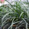Dwarf Mondo Grass Photo 1