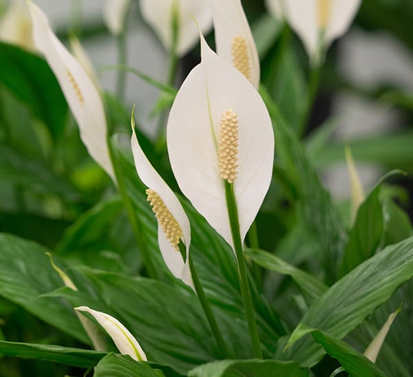 Peace Lily (Spathiphyllum) Photo 1