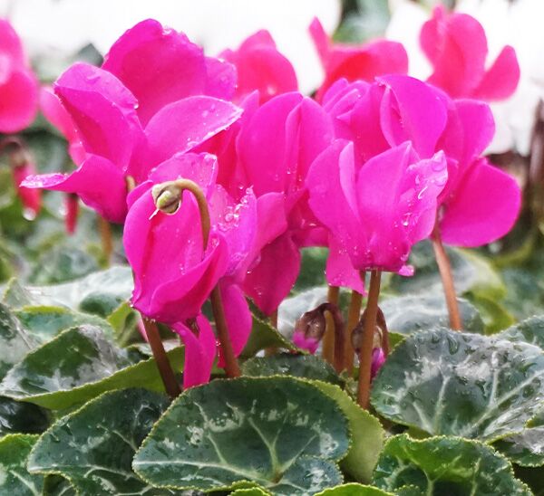 purple cyclamen blooms