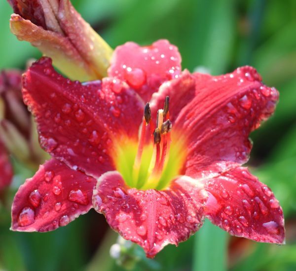 Daylily