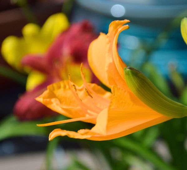 Daylily Photo 1