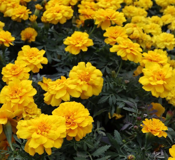 Marigolds