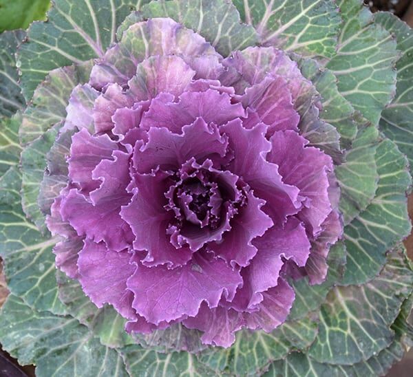 Ornamental Cabbage close up of fall colors