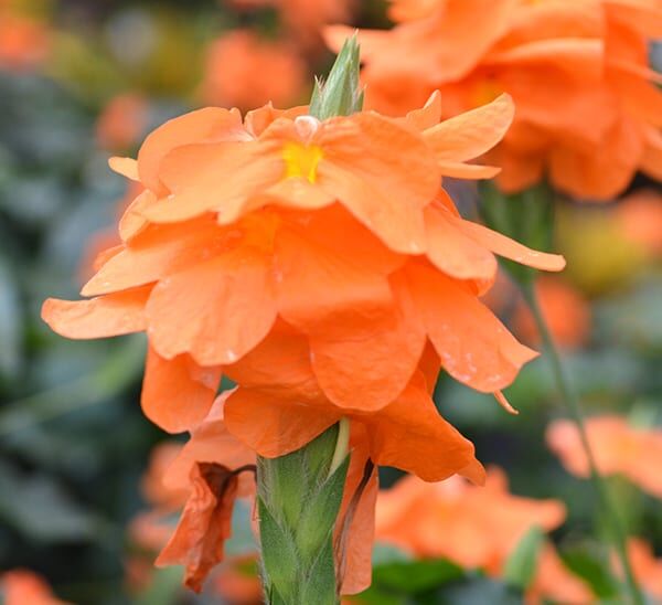 Crossandra single blooms