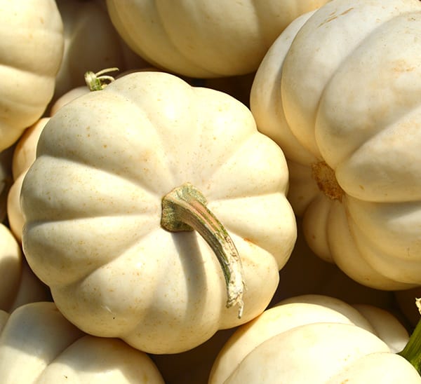 Mini White Pumpkin