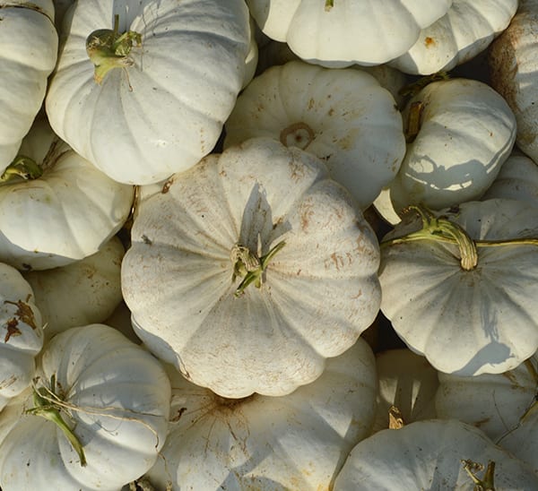 Enchantment Pumpkin