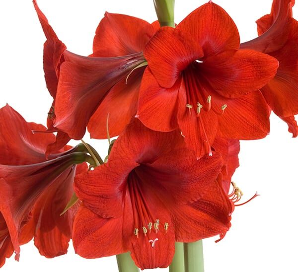 Amaryllis Red